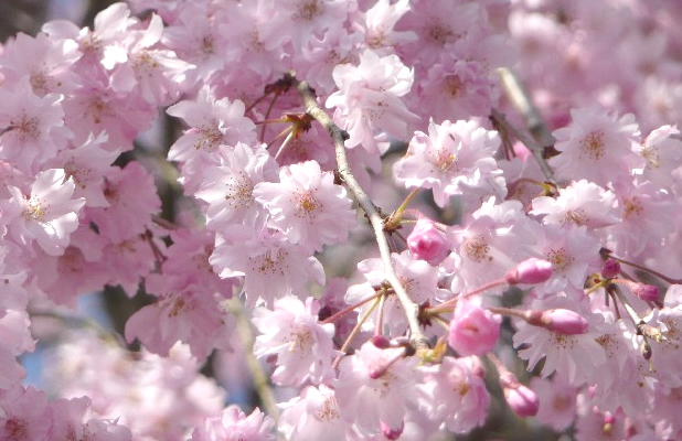 桜